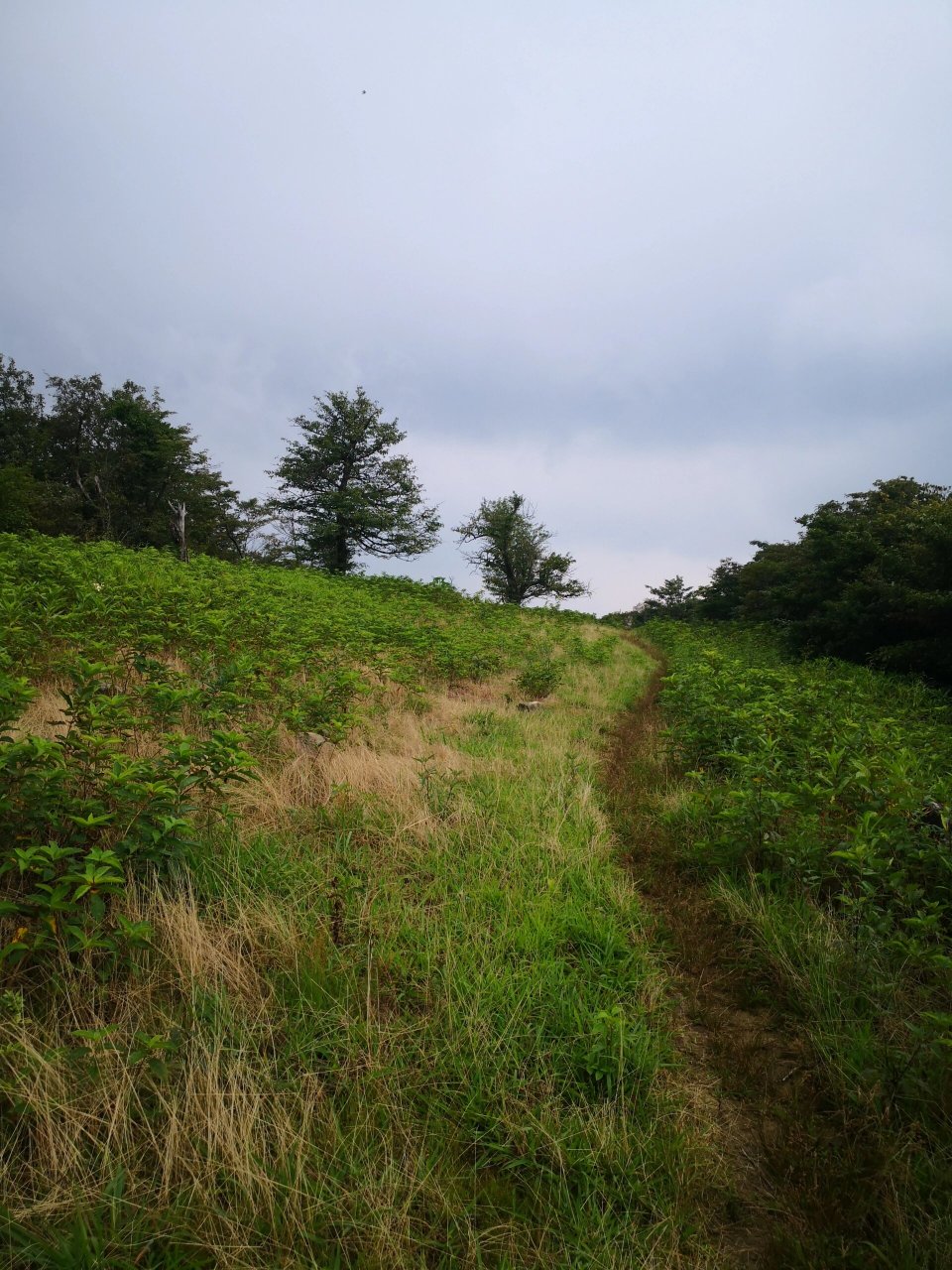 西天目山大樹王仙人頂環線 有螞蟥馬蜂出沒 23.08.