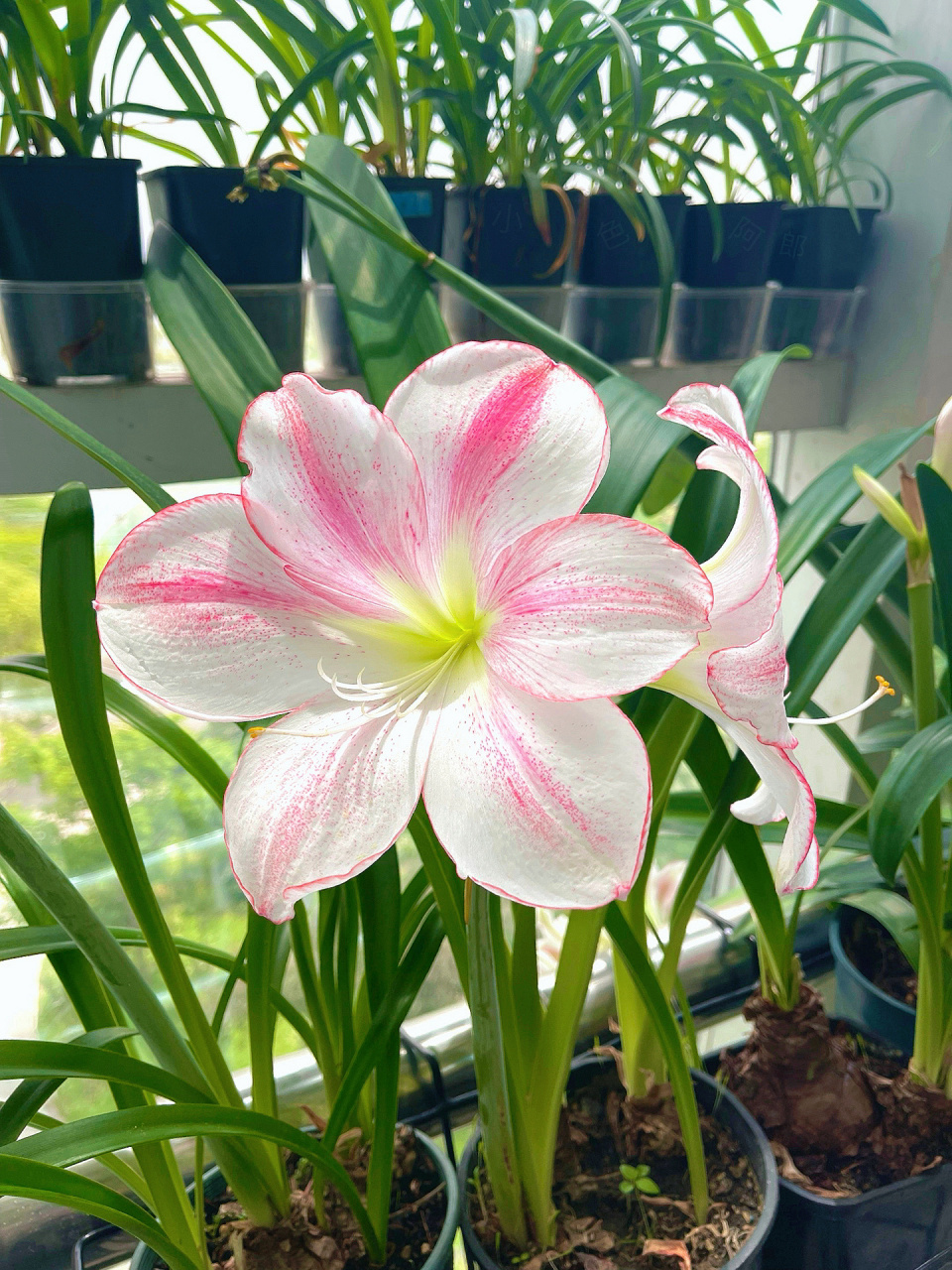 杂交朱顶红 粉白大圆瓣 香味杂 第一次开