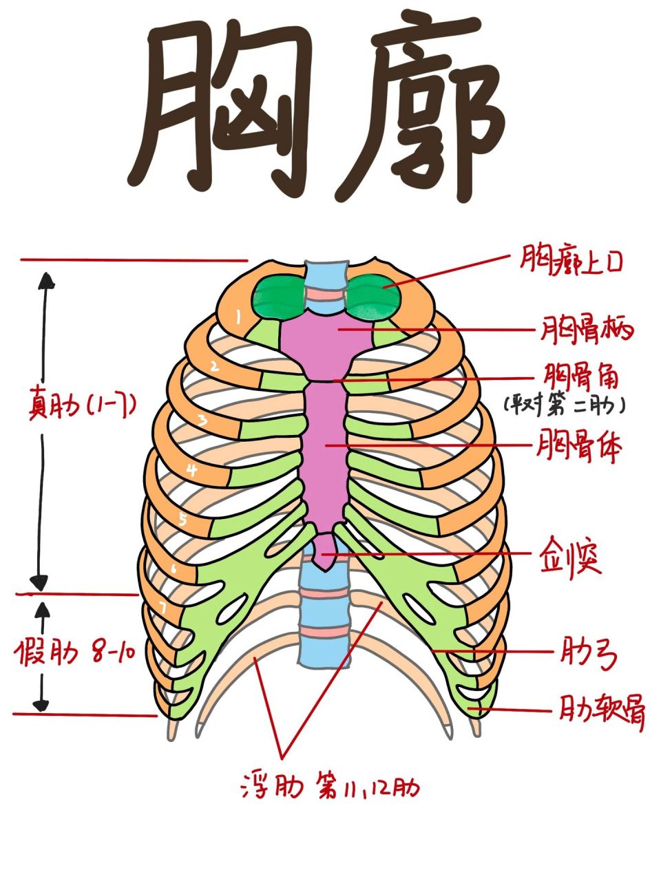 🌟今天和大家分享一下胸廓的解刨 🌟胸廓由12块胸椎,12对肋骨,和