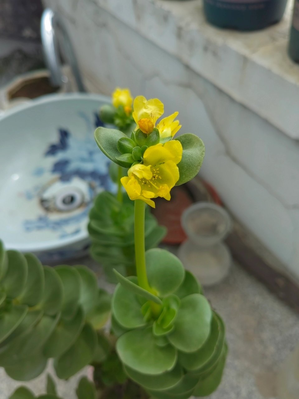 金钱木开花 七月份网上买的,两个月长了很多,还开花了.