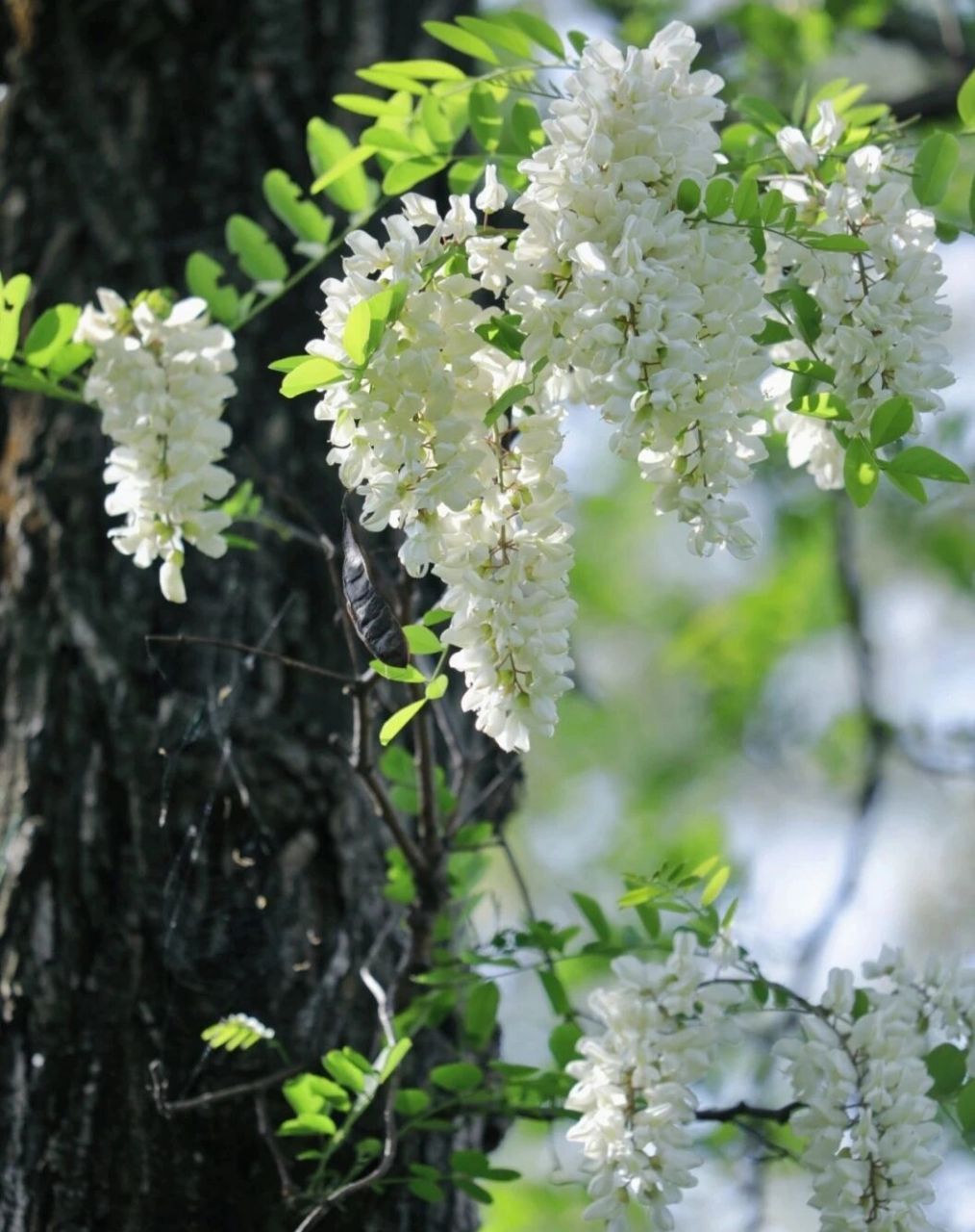又到了洋槐开花的季节 洋槐花的花语是晶莹,美丽,脱俗,春之深爱.