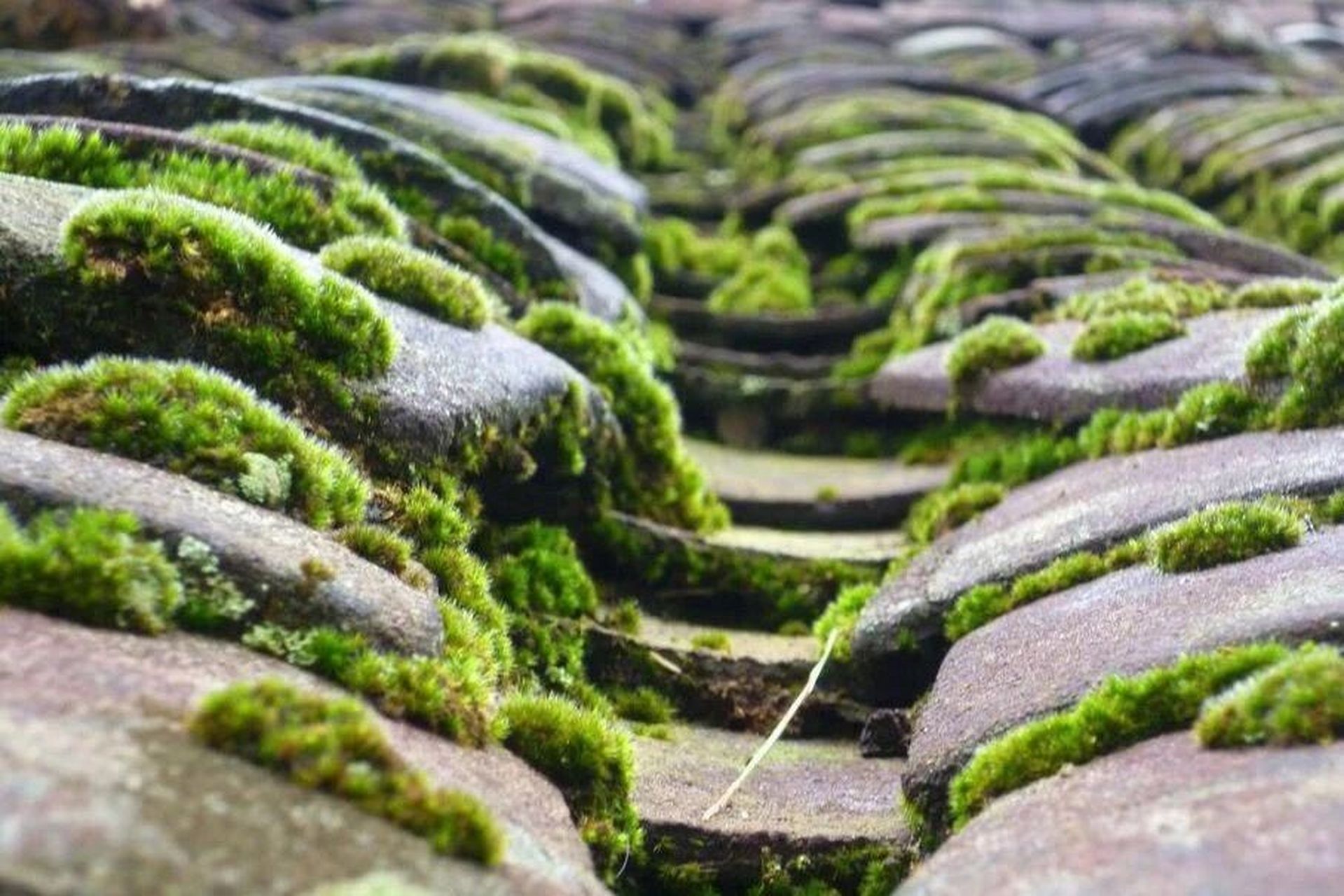 【分享】苔藓 柳宗元: 道人庭宇静,苔色连深竹.