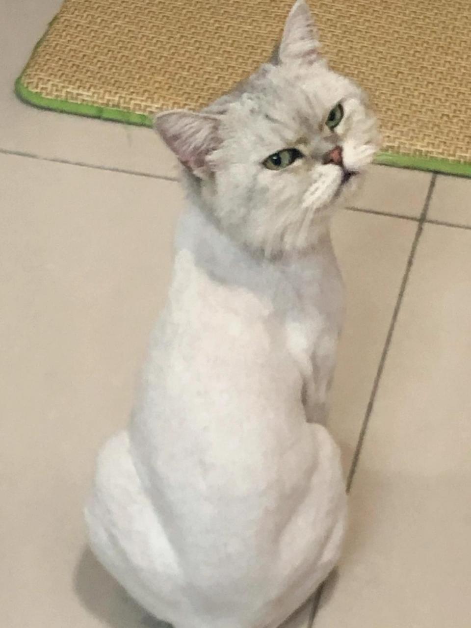 到底要不要给猫咪剃毛?