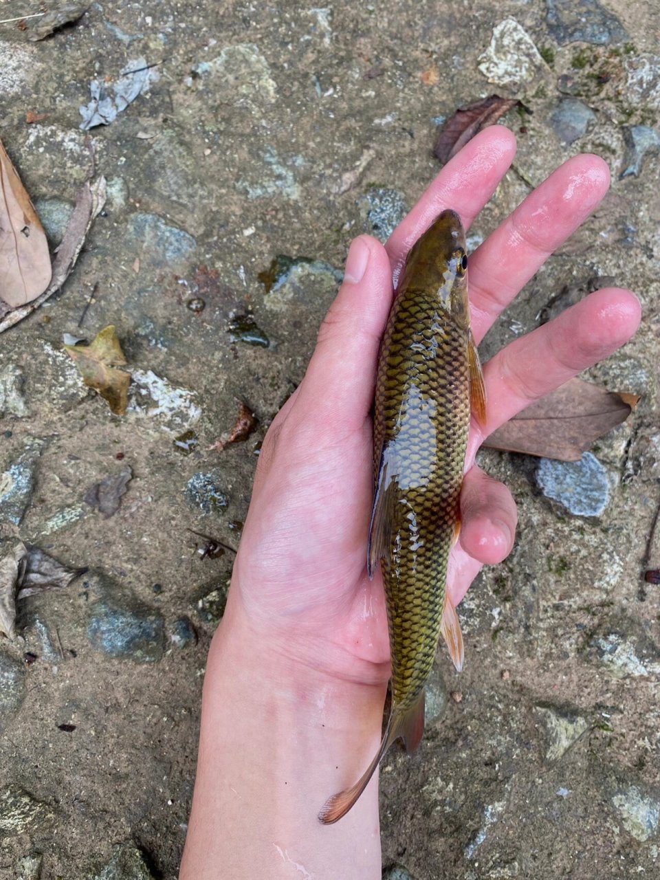 这95嘴巴好有意思 国二 细鳞白甲鱼 大家钓获的野生鱼记得分辨哦 放