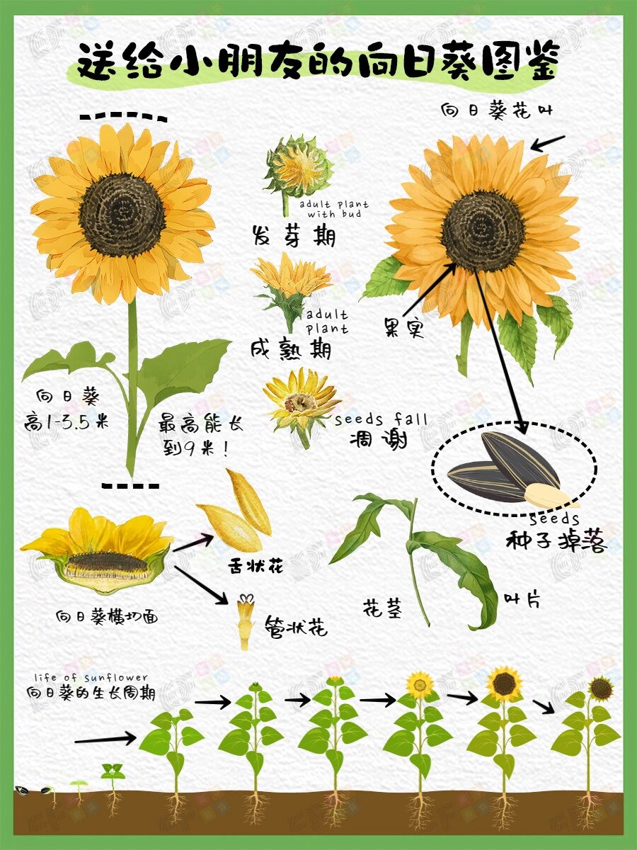 科普阅读15|初夏的第一支向日葵如何生长?97