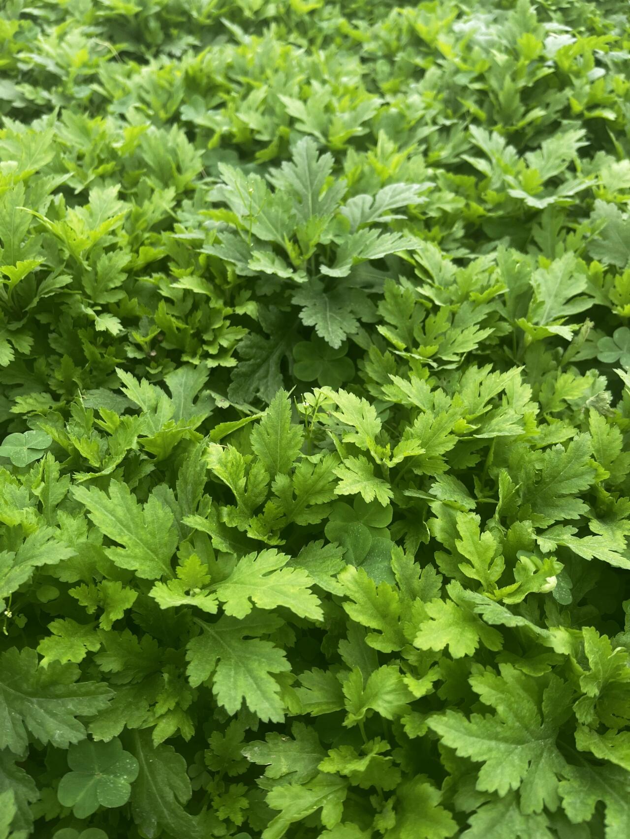 每天认识一种蔬菜|菊花脑05 每天认识一种蔬菜|菊花脑 05营养丰富