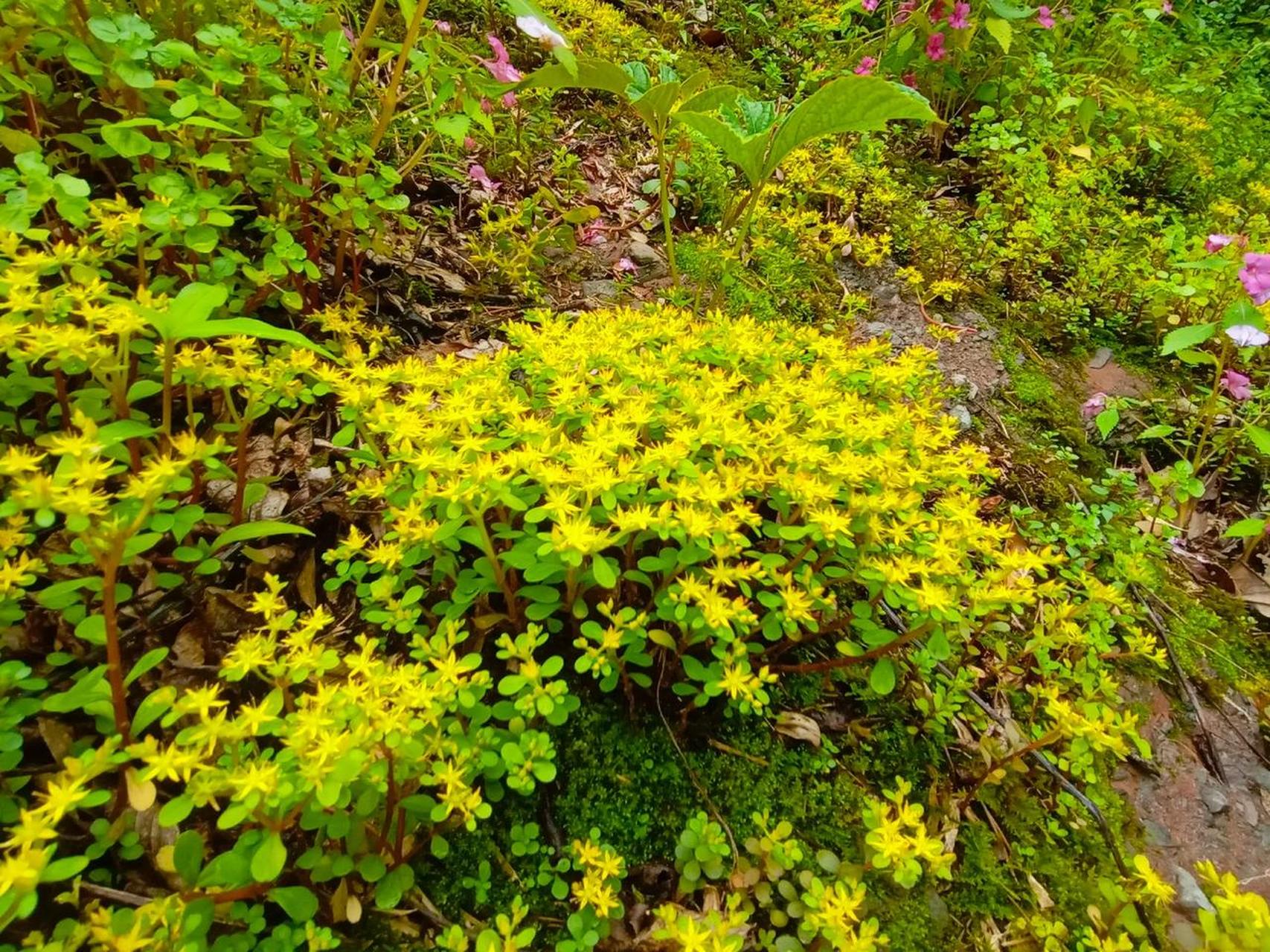 在鄱阳湖发现国家二级保护野生植物浙江蘡薁的林业专家