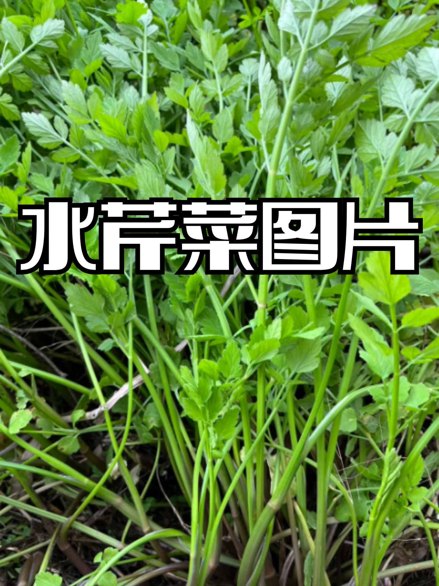 水芹菜图片