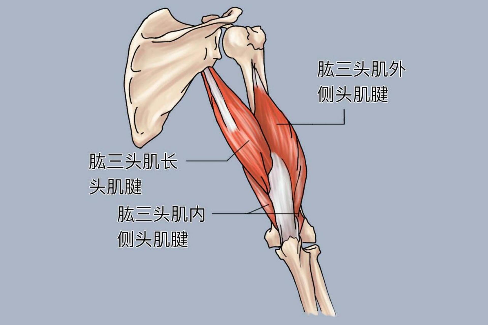 肱骨肌肉图片