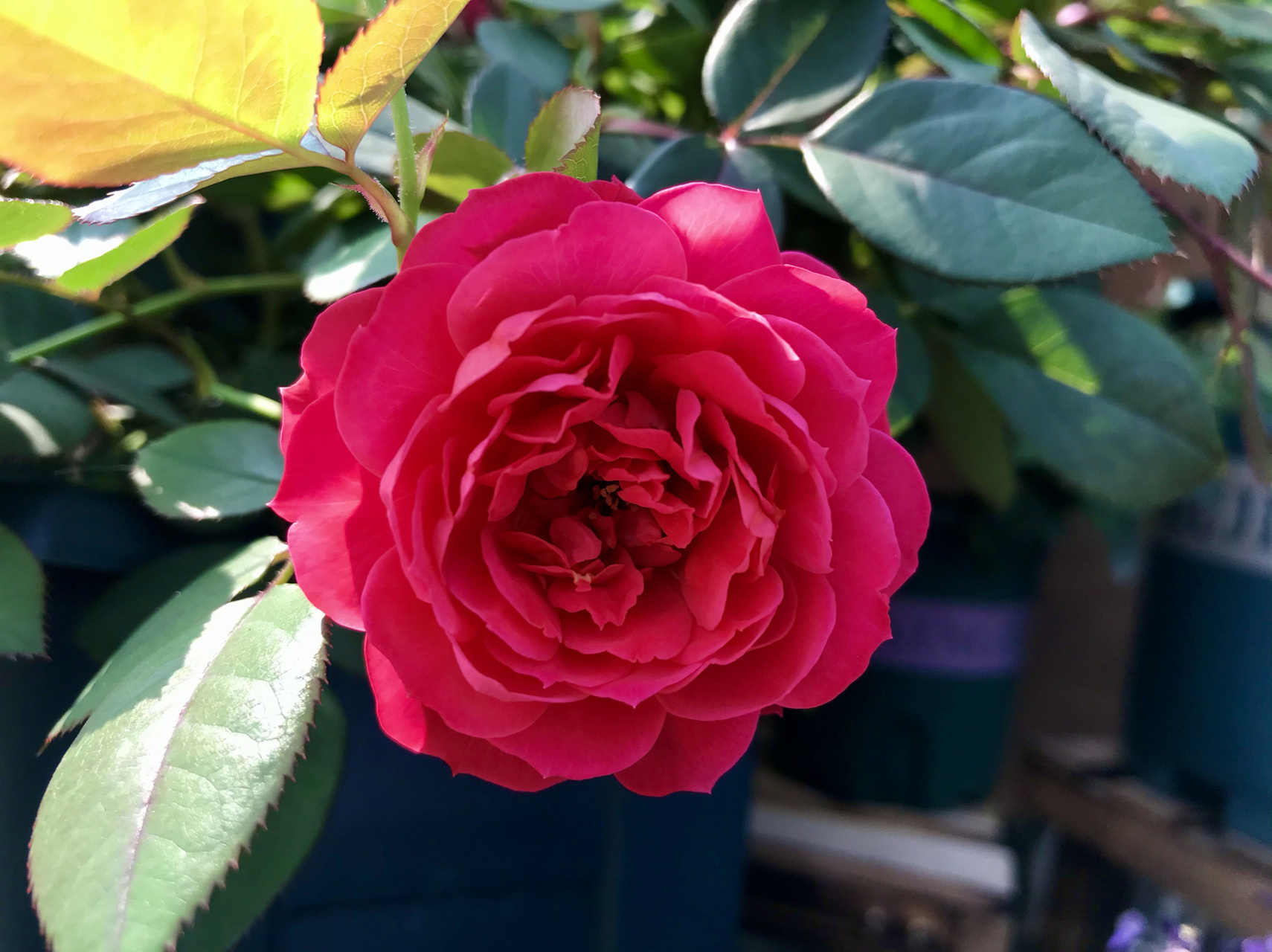 美丽樱桃月季/花量大/抗病性好/阳台党可入 当初我买美丽樱桃这个品种