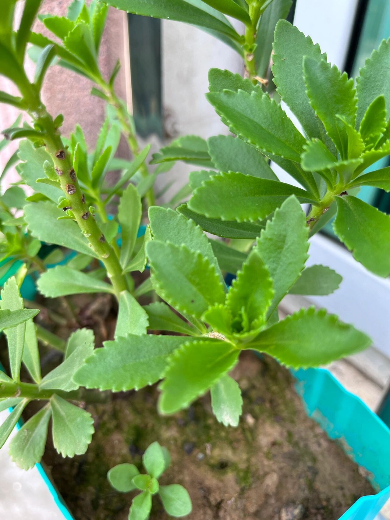 家里有小朋友的一定要买一盆止痒草