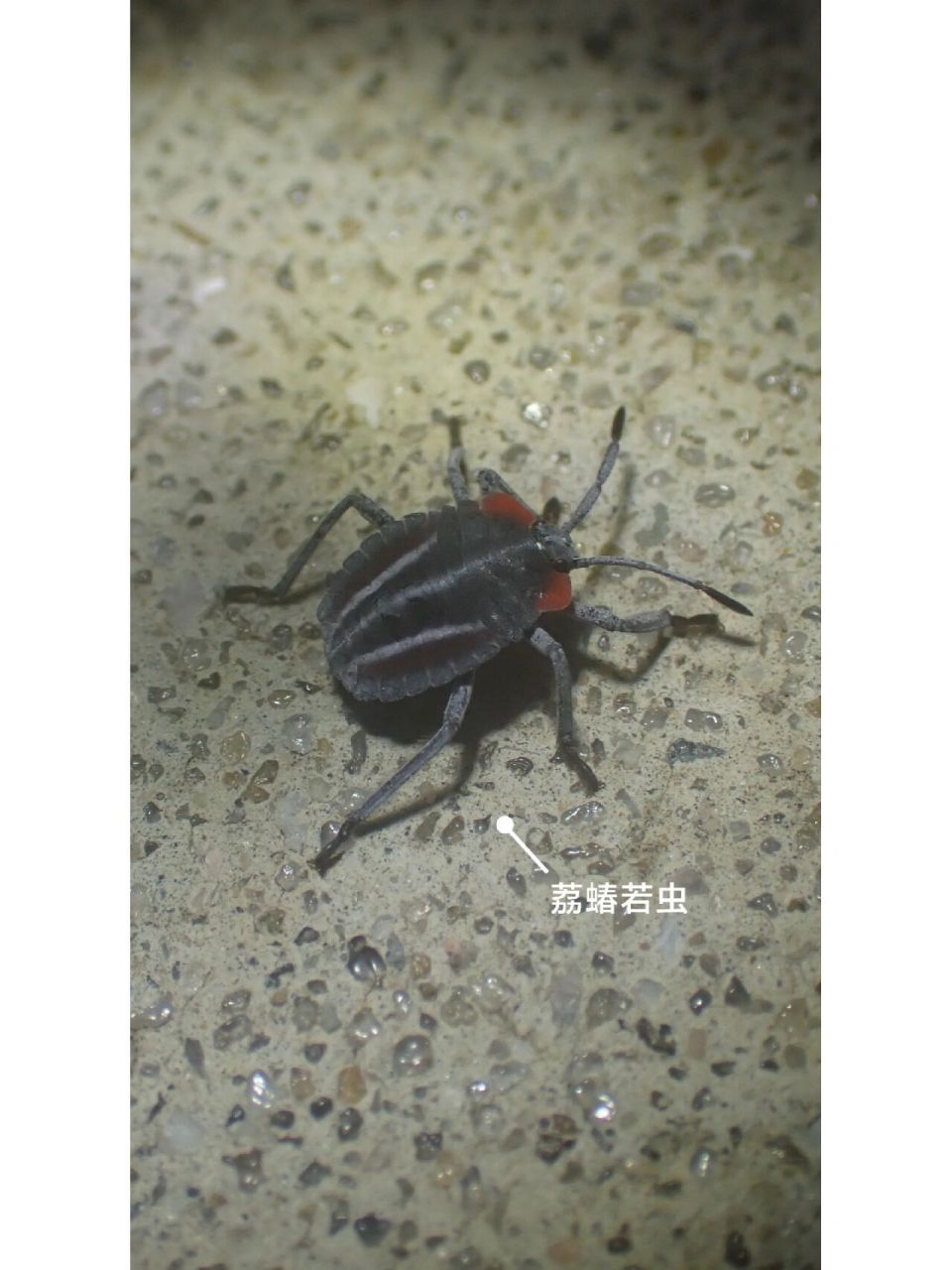 地上爬过一直小虫,这可不就是荔蝽若虫嘛.