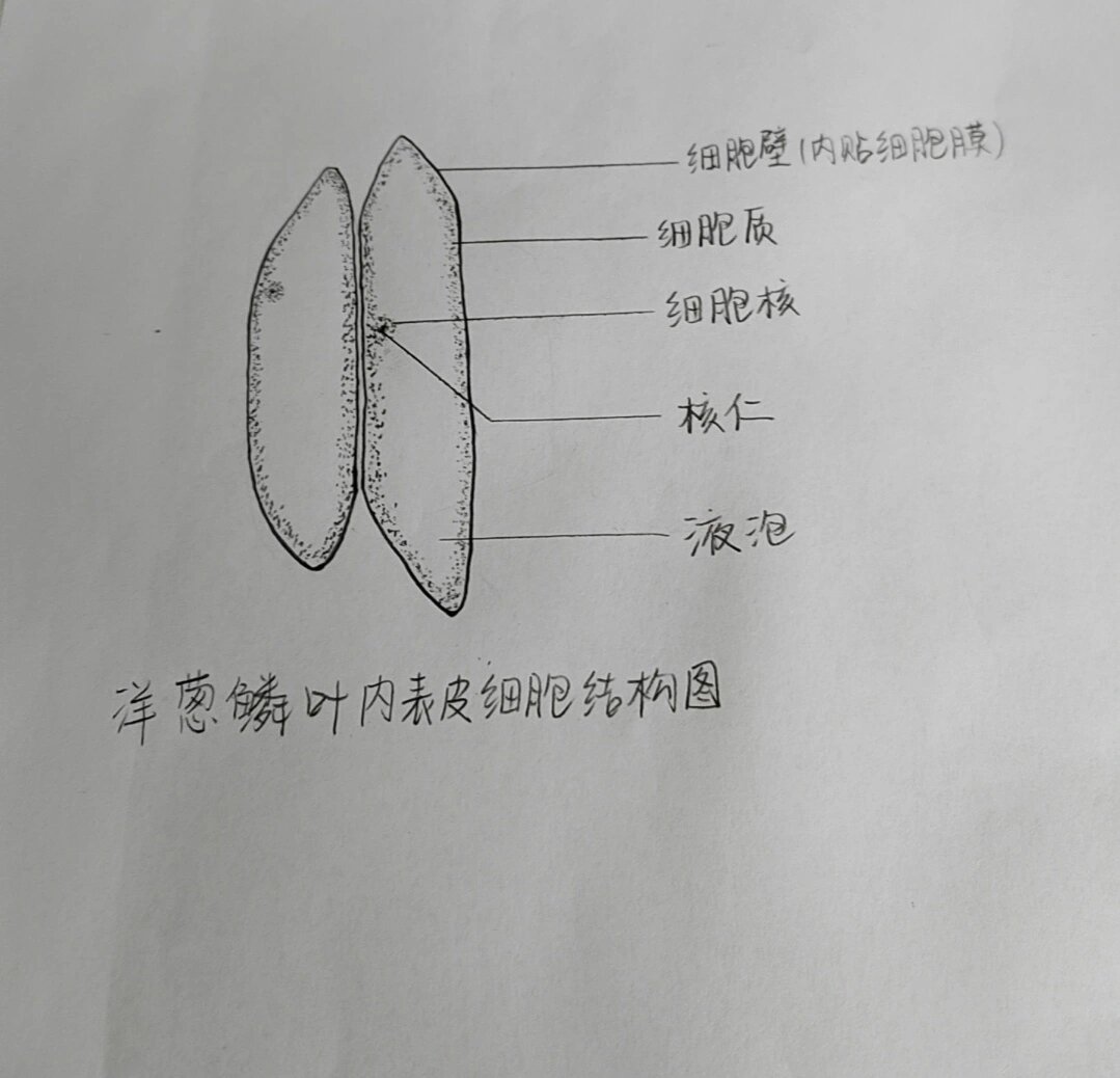 洋葱表皮细胞手绘图片