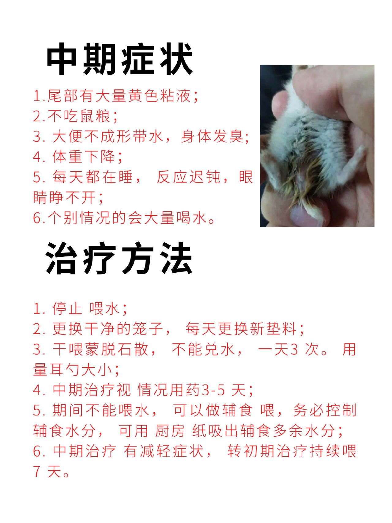 金丝熊仓鼠湿尾症发现及救治方法