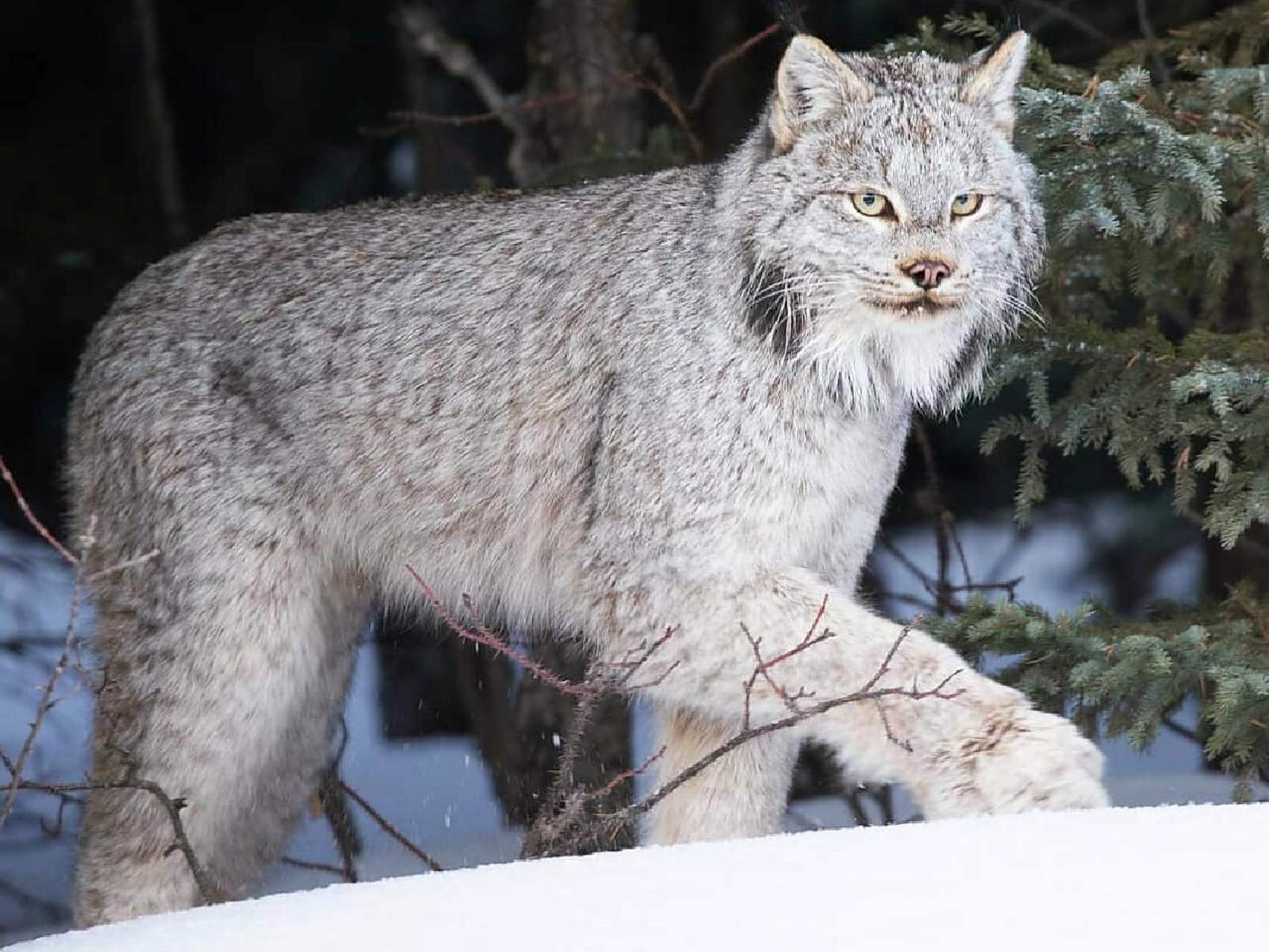 猞猁|每天认识一种奇妙动物045 中文名:猞猁 拉丁学名:lynx 别名:欧亚