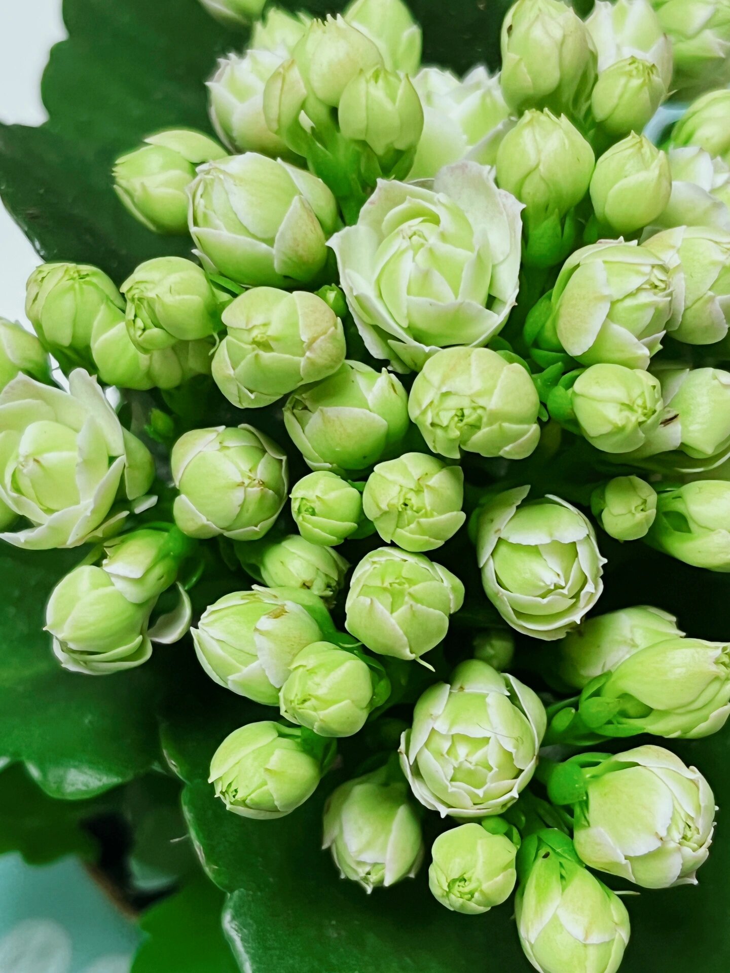 绿巴黎长寿花 📝绿巴黎的day1-day10-day20 	 💚超美超耐养