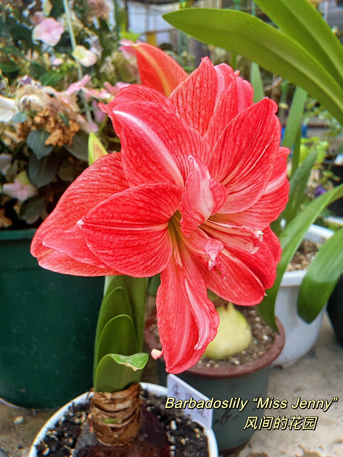 朱顶红珍妮小姐 复古色系带着橙红色气息的朱顶红珍妮小姐开花啦在