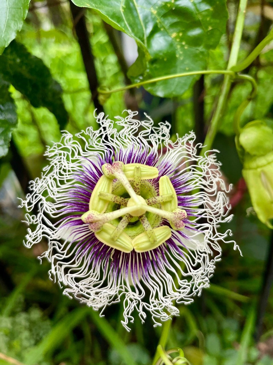 鸡蛋果花 鸡蛋果(学名:passiflora edulis sims)是西番莲科,西番莲属