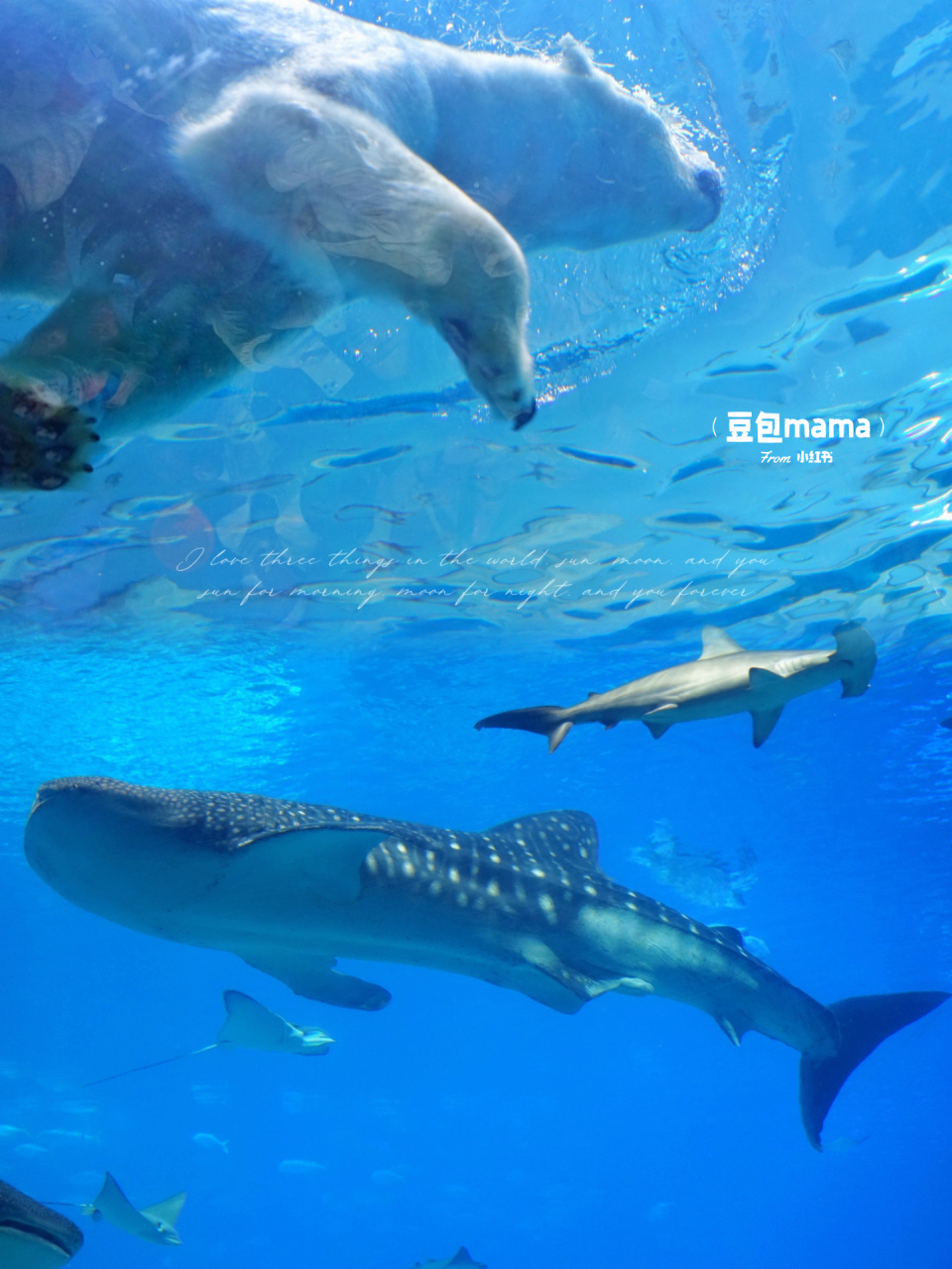 听说珠海长隆最大的那头鲸鲨走了 看大家说是18号走的,所幸在17号见过