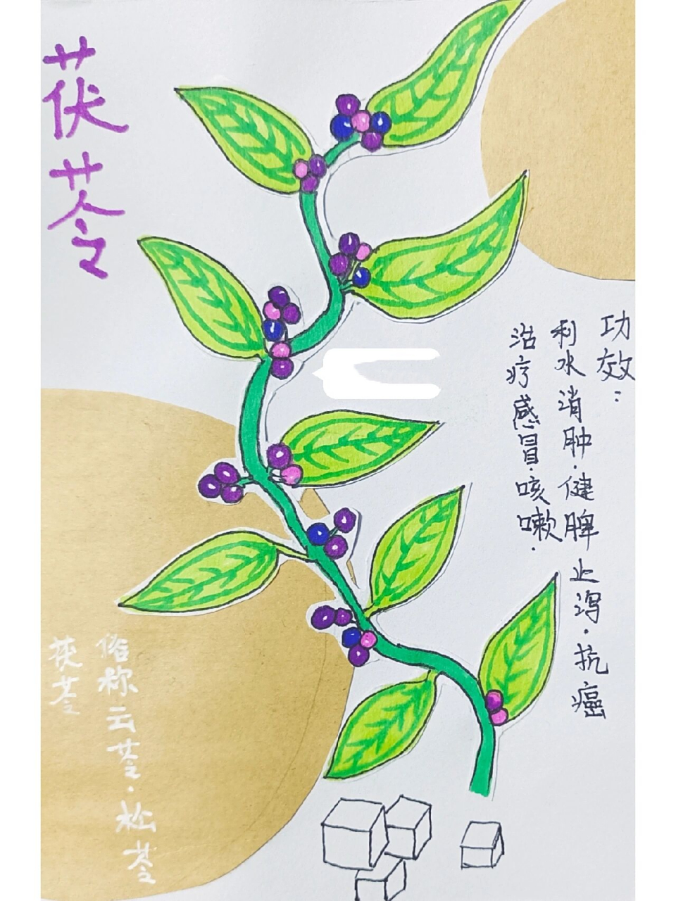 《本草纲目》创意绘画(8—12岁) 1.