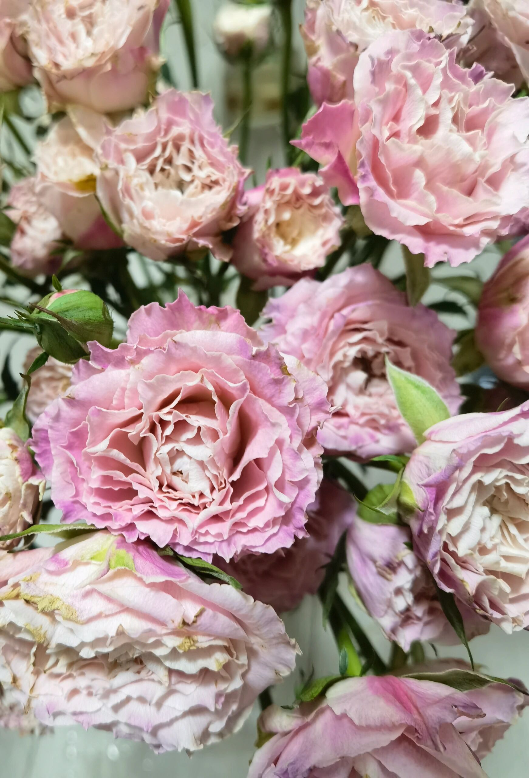 鲜花日记77 乐悠多头玫瑰 【乐悠多头玫瑰】 白粉色系,花瓣有锯齿边.