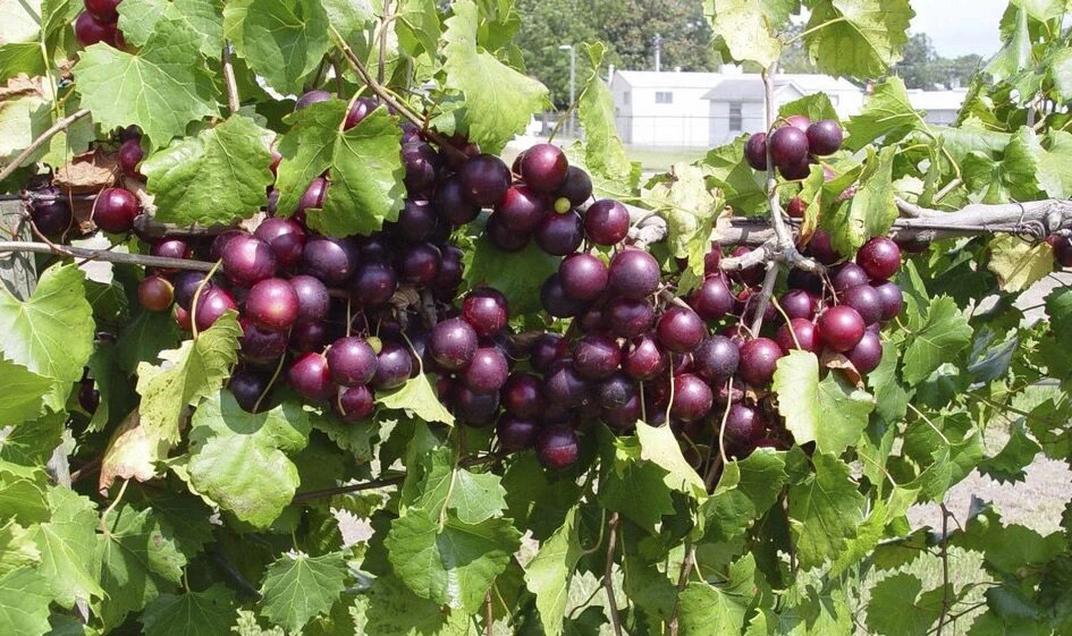 美国圆叶葡萄-红宝石   品种为红宝石,跟其他圆叶葡萄一样开花量很大.