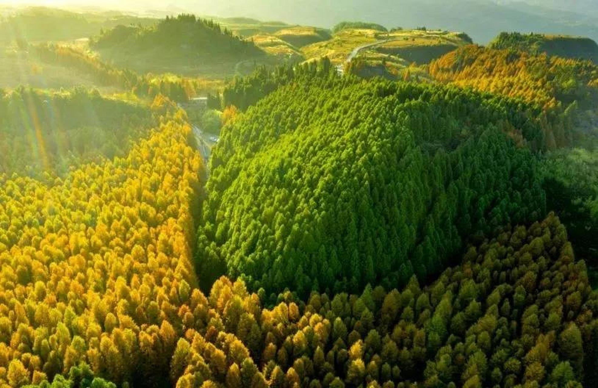 家门口的避暑地 这里是重庆南川山王坪,海拔高度1300左右,是重庆周边