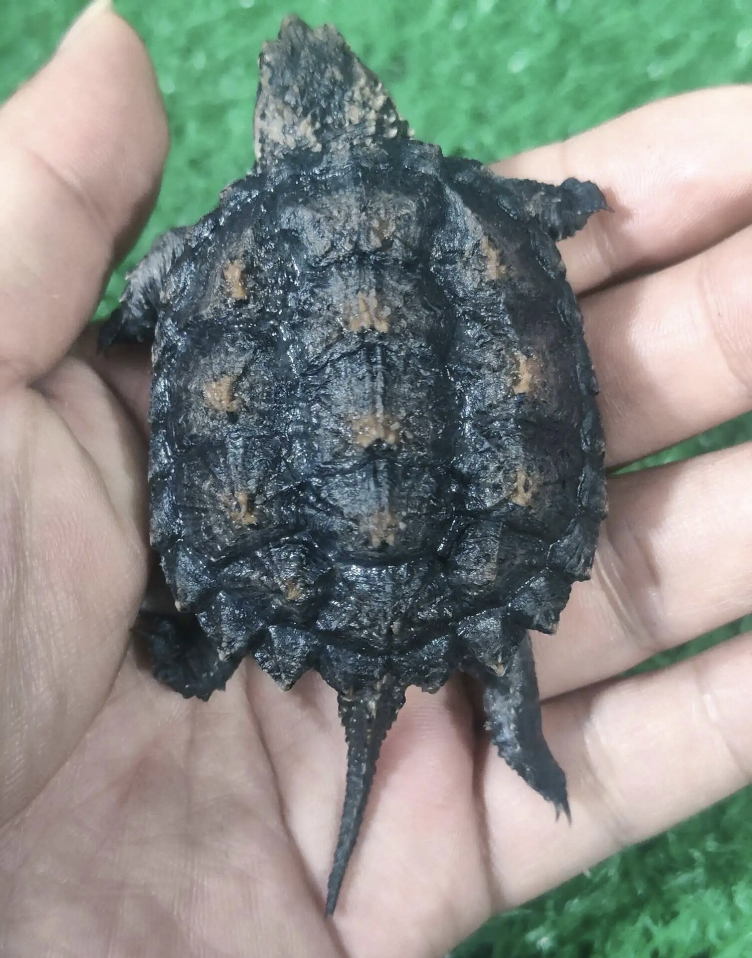 精品原种纯佛鳄龟 蛤蟆嘴 小窄嘴 野后❗️208