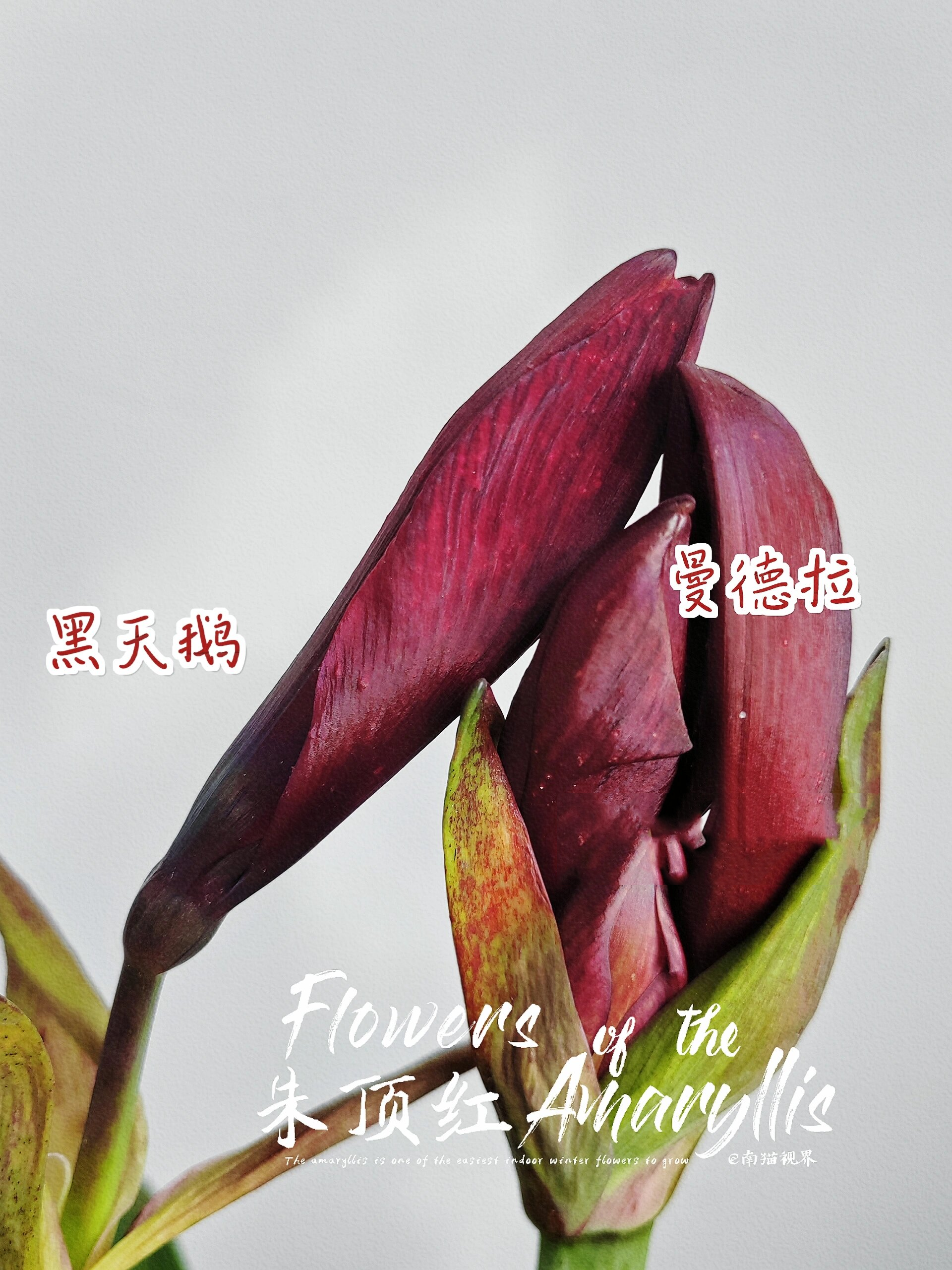 热门黑红朱顶红黑天鹅与曼德拉对比图 黑天鹅第一次开花,之前的错版了