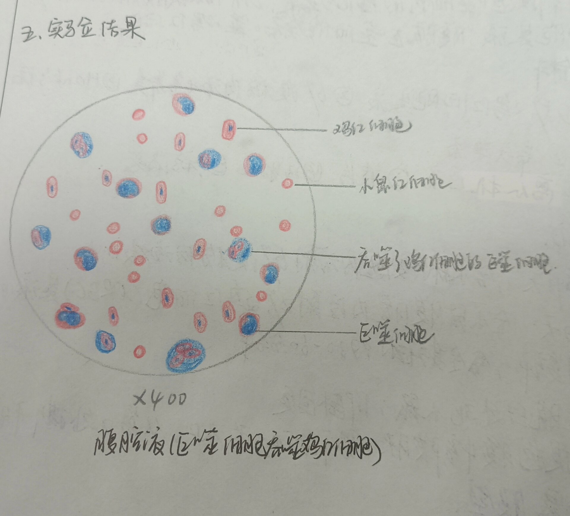 免疫学实验报告手绘图 p1吞噬细胞吞噬鸡红细胞 p2小吞噬细胞(中性粒
