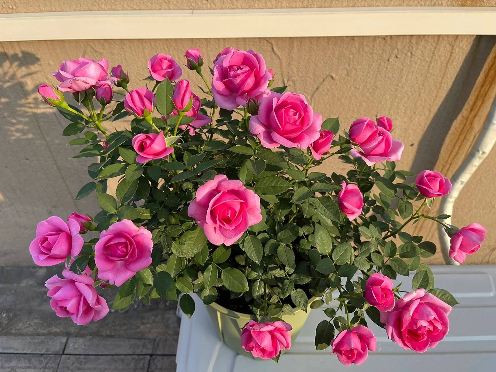 淑女月季,人间塑胶花～ 淑女月季一个很冷门的品种, 去年凑单随机送的