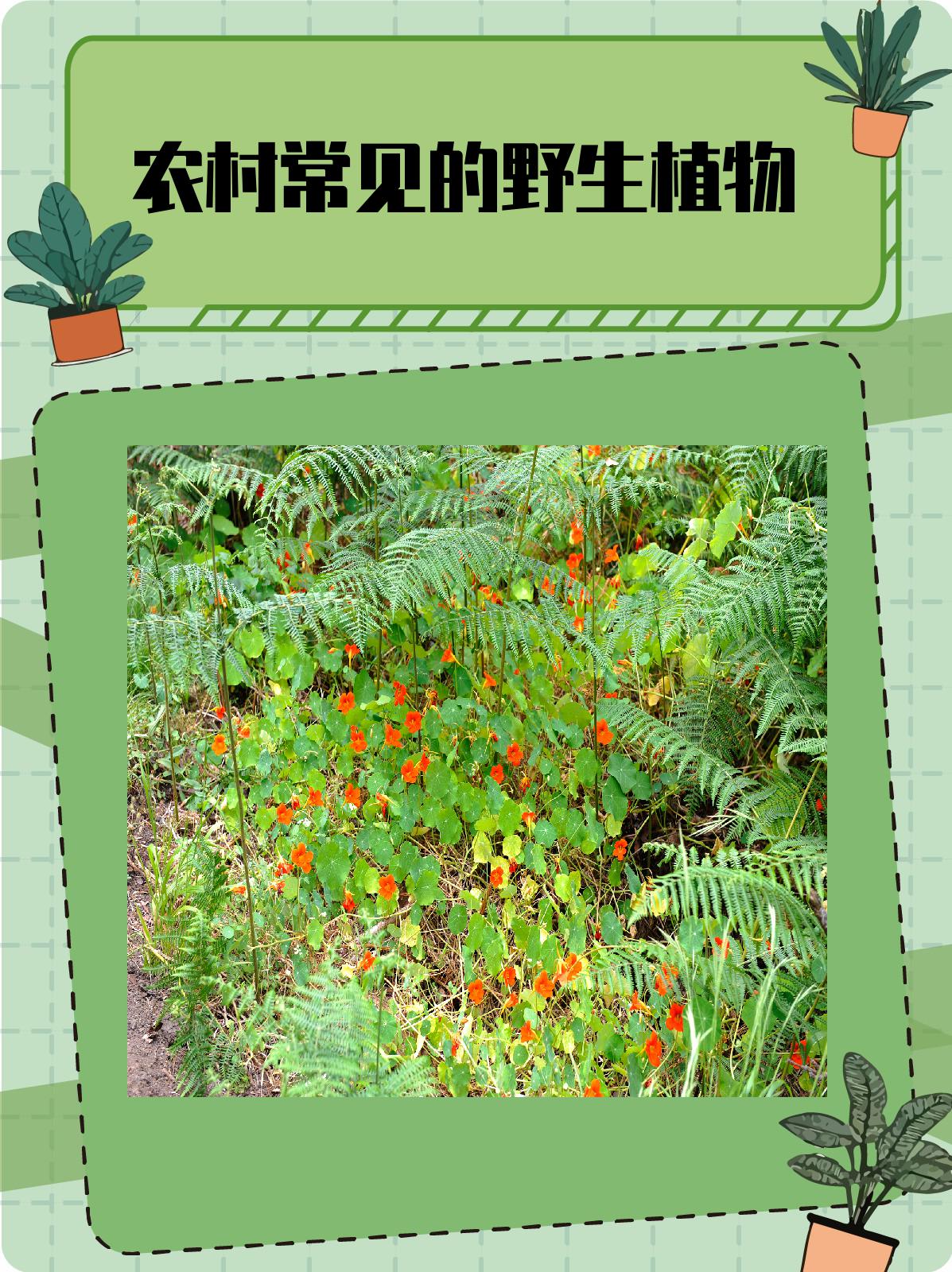 农村常见的野生植物