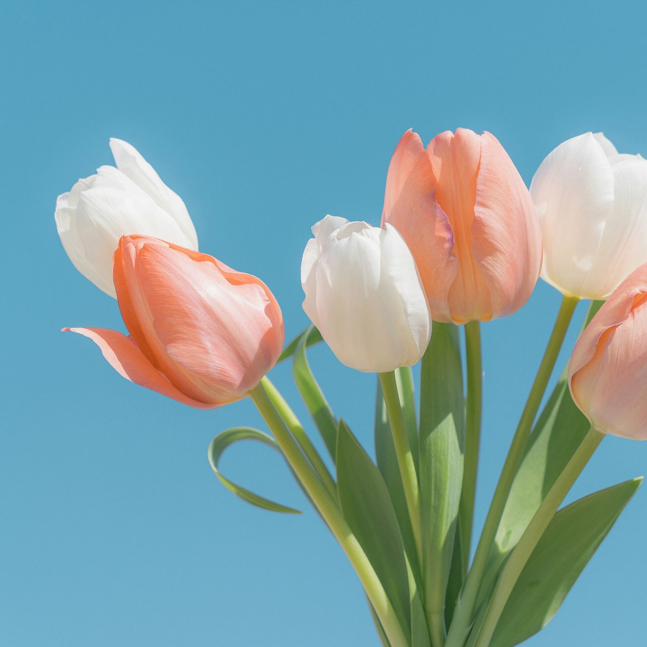 头像图片花朵风景 春天到了,一起去赏花吧7815 鲜花盛开在春天