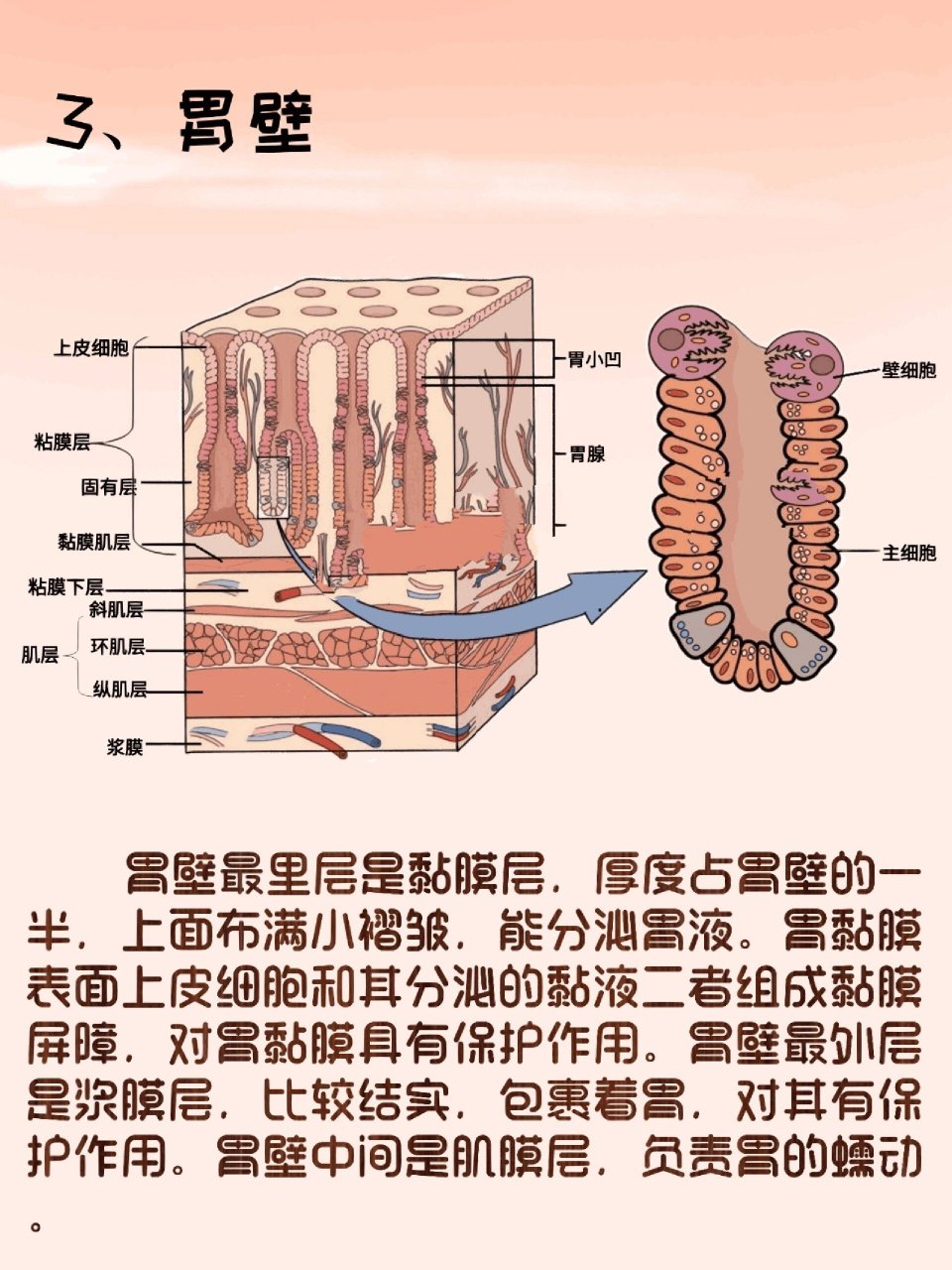 胃解剖位置描述图片