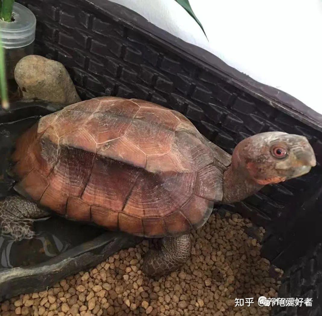 长尾巴的龟是不是都容易断尾怎么阻止它们互相咬尾