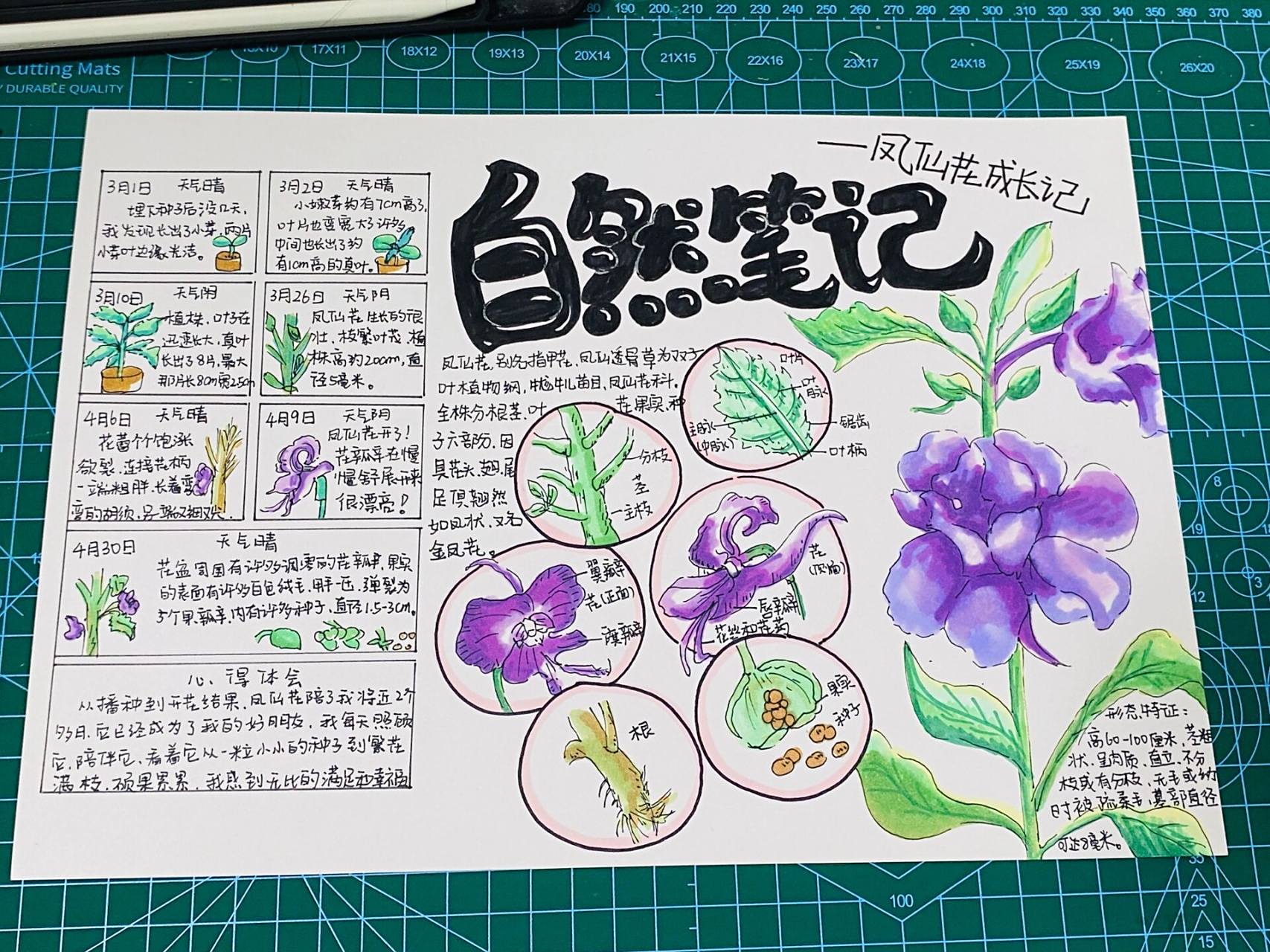 自然笔记《凤仙花》 99临摹客单发的图片,没有找到原作者,如作者