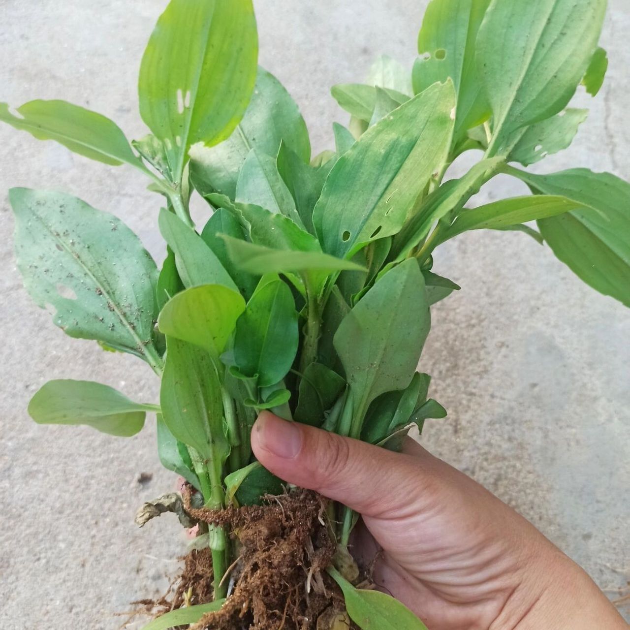 鸭舌草功效作用 功效与作用 清热解毒,凉血止血,消肿止痛 鸭舌草,既能