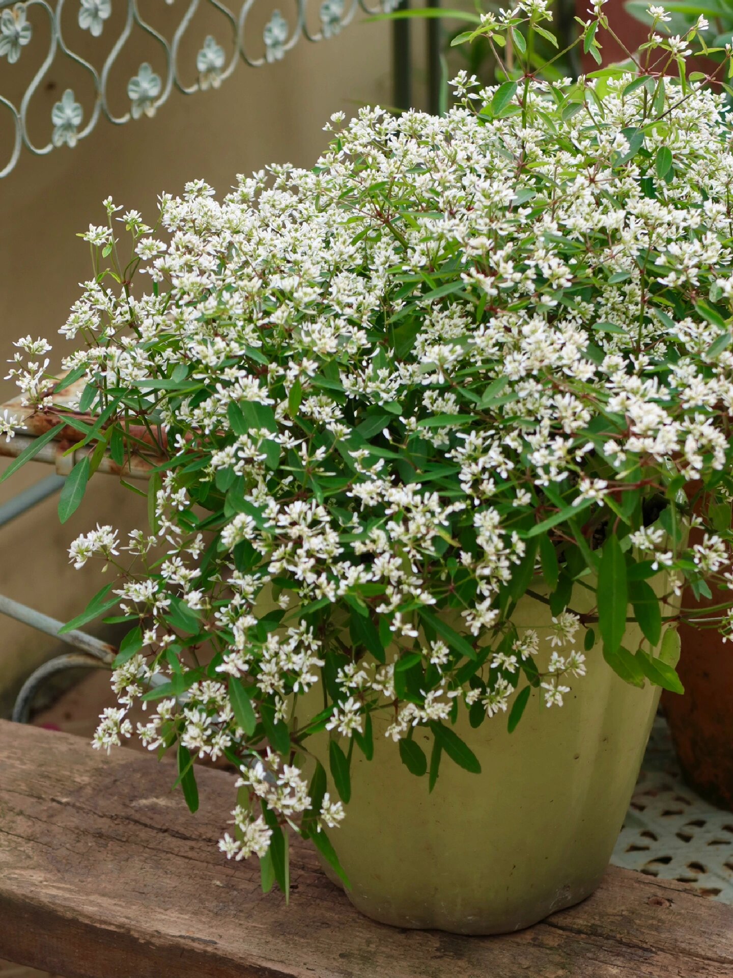 适合广州的阳台植物:禾叶大戟 禾叶大戟适合广州(建议选择重瓣),开花