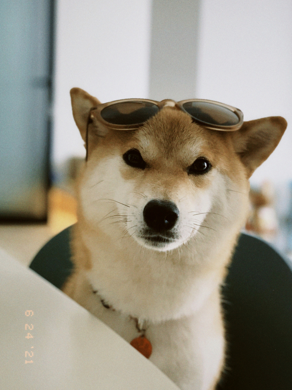 柴犬头像|墨镜一戴,谁都不爱