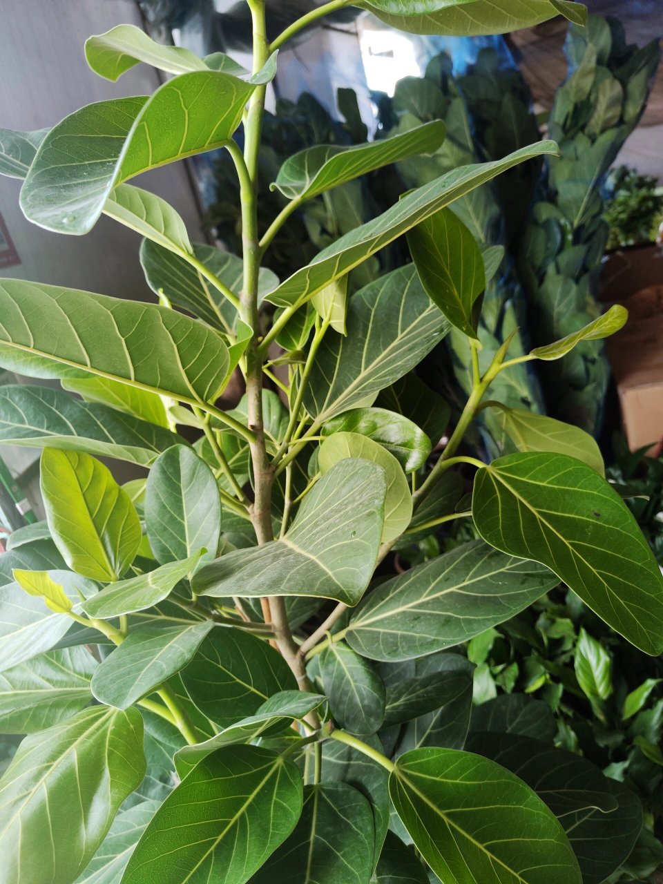 网红植物孟加拉榕树 网红植物孟加拉榕树到货,批发价零售欢迎比价