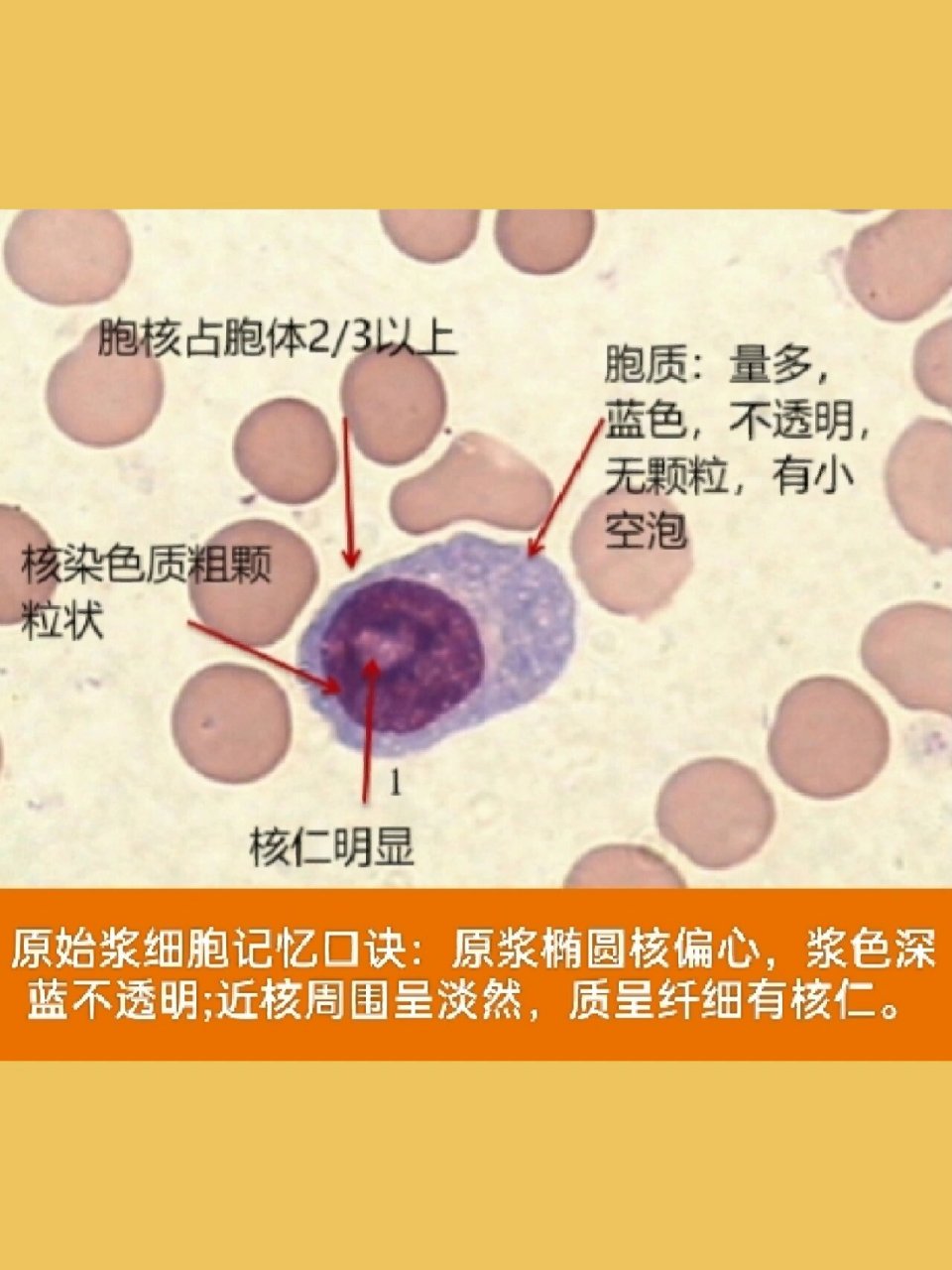 浆液性腺细胞图片