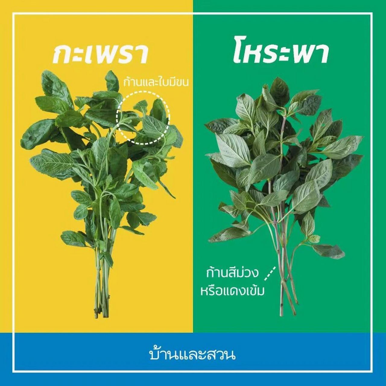 科普|泰国食材 甜罗勒和九层塔 泰国一道,打抛猪肉盖饭,大家应该是不