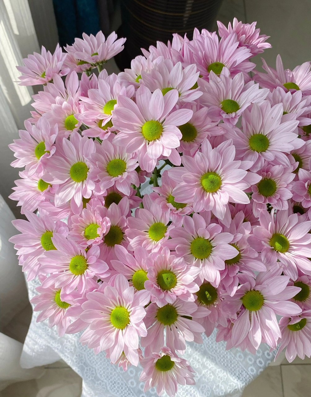 粉色三文鱼小菊 小菊的快乐回来啦养不腻的小菊,小菊是养的时间和获得