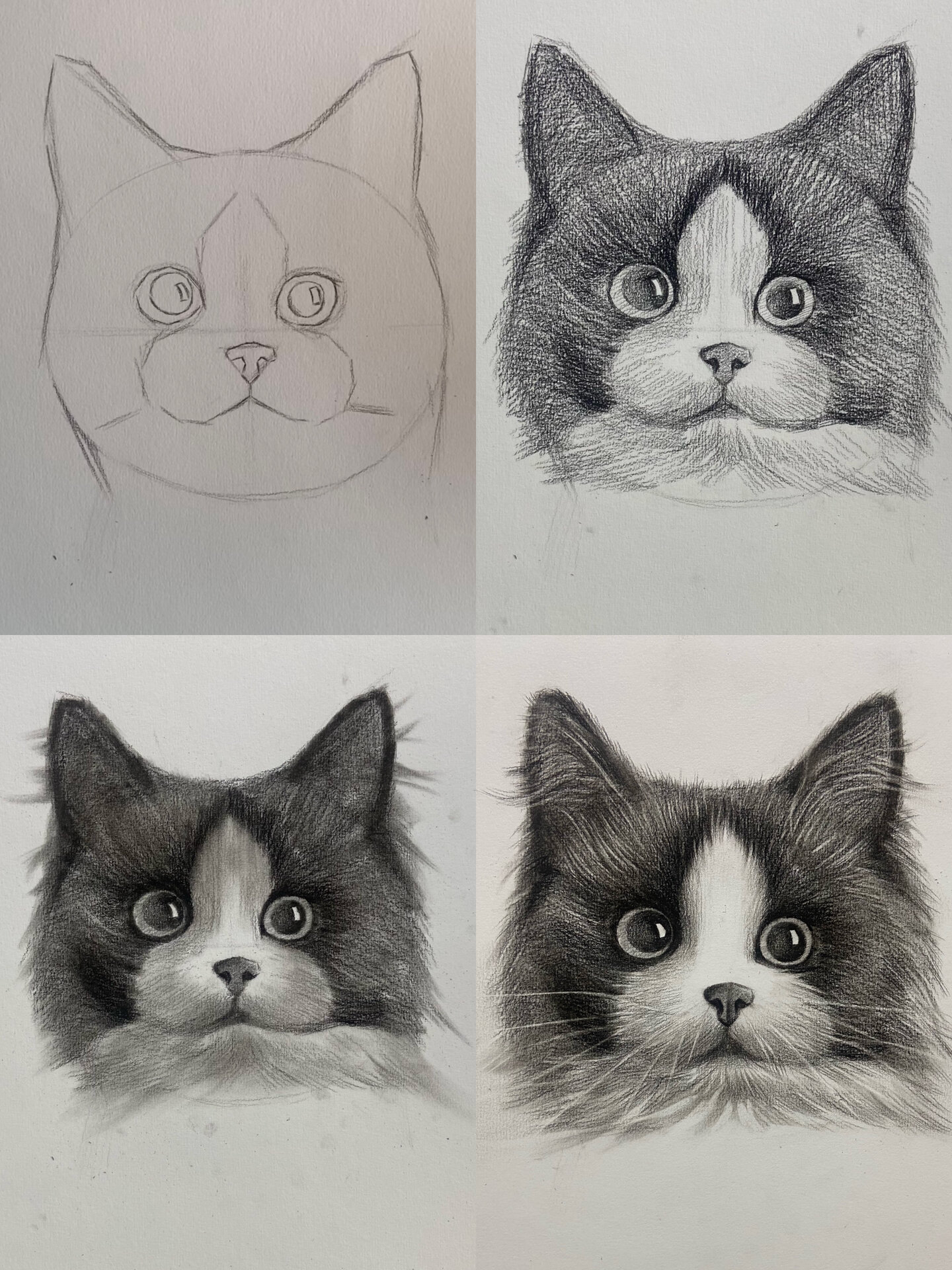 素描动物教学(猫咪篇)附过程图