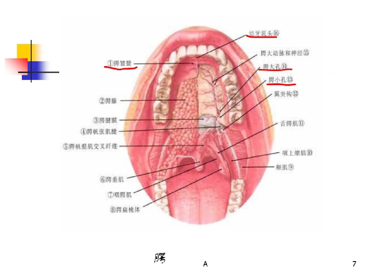 口腔器官名称图片图片