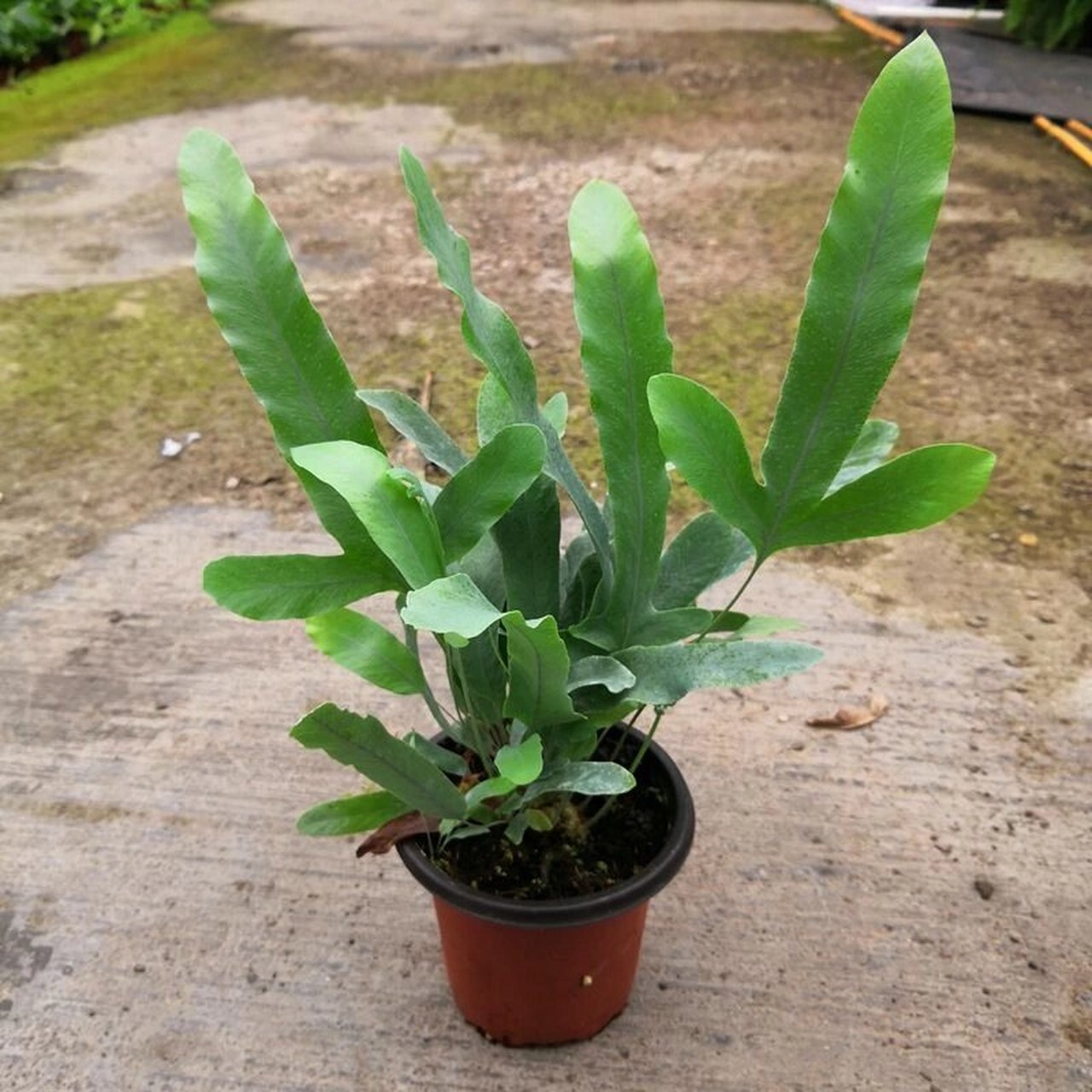 花境植物第75弹——蓝星水龙骨 蓝星水龙骨也叫做蓝星蕨,它有着独特