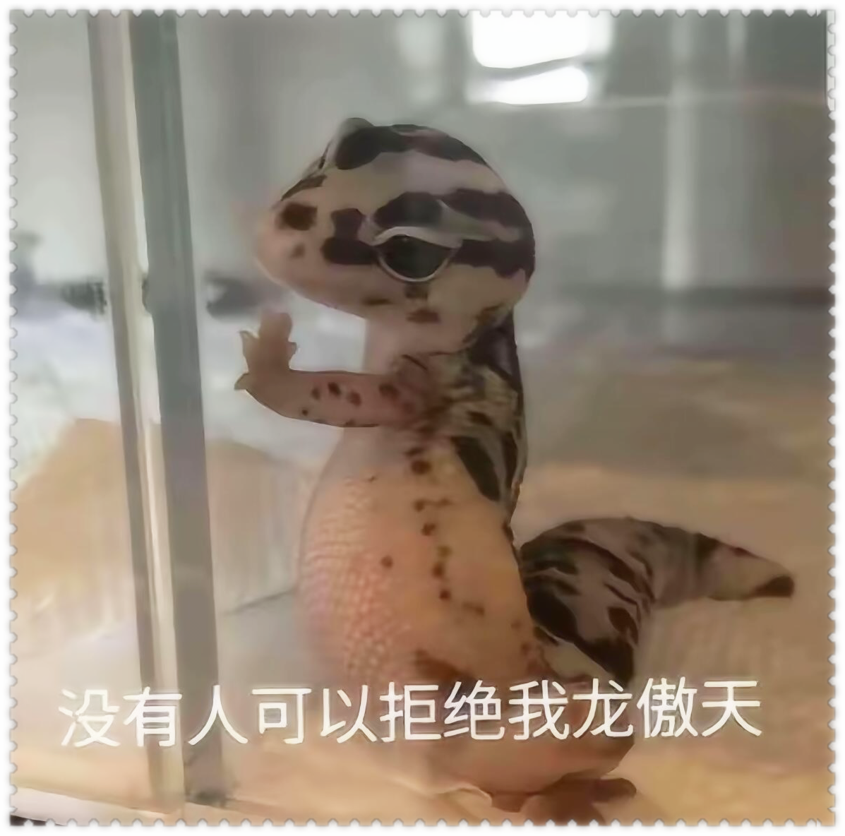 没有人能拒绝我龙傲天,真的没有人可以拒绝我,如果有,那他一定是眼瞎