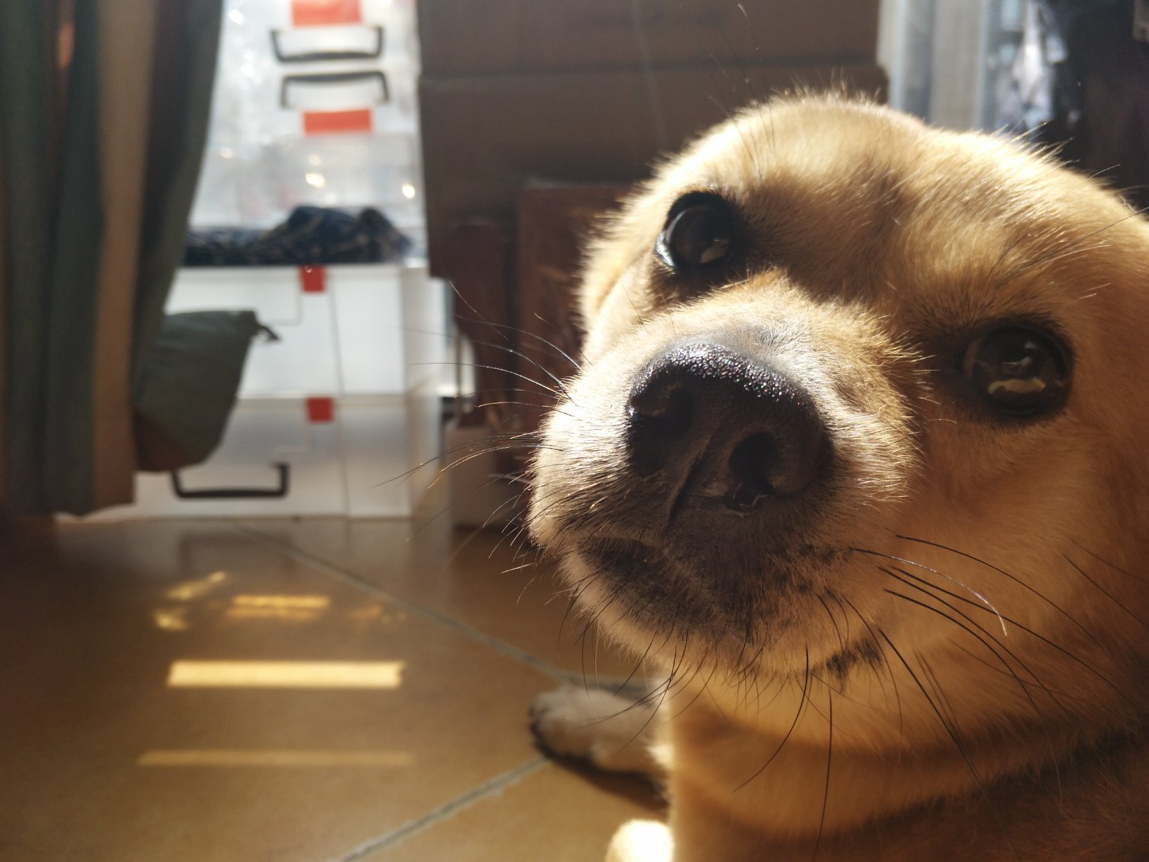 狗狗们的耳朵有多少种类型 狗狗耳朵的不同状态 是在表达什么 狗狗们的耳朵有多少种类型 狗狗耳朵的不同状态 是在表达什么