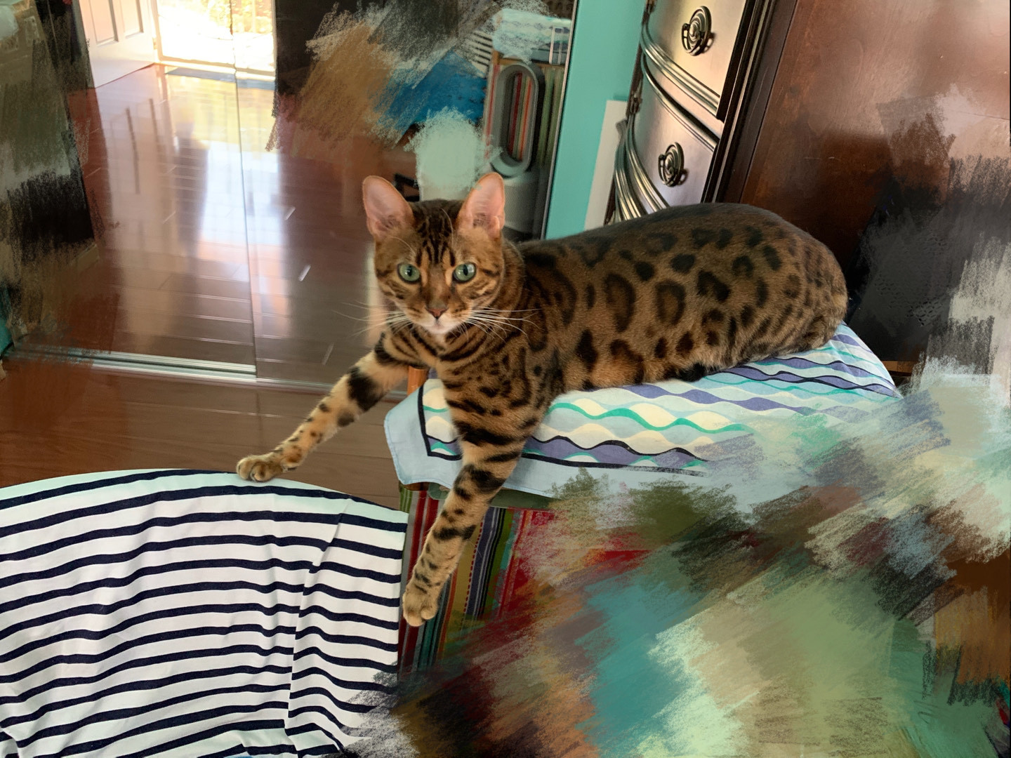 猫咪智商前五名 这种 丑猫 排第一 你家养了吗