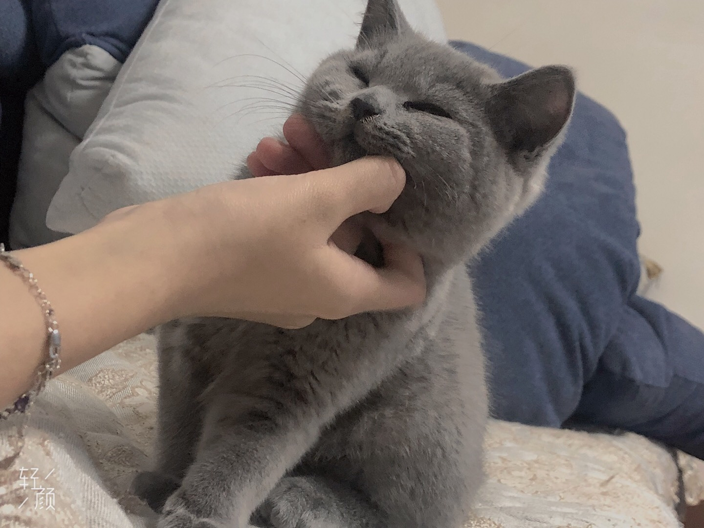 说好的幸福呢 自从养猫后 我天天都要被它气哭